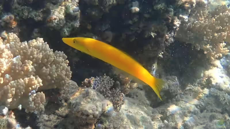 Blog: Lippfische: Beliebte Meerwasserfische mit besonderen Namen (7033)