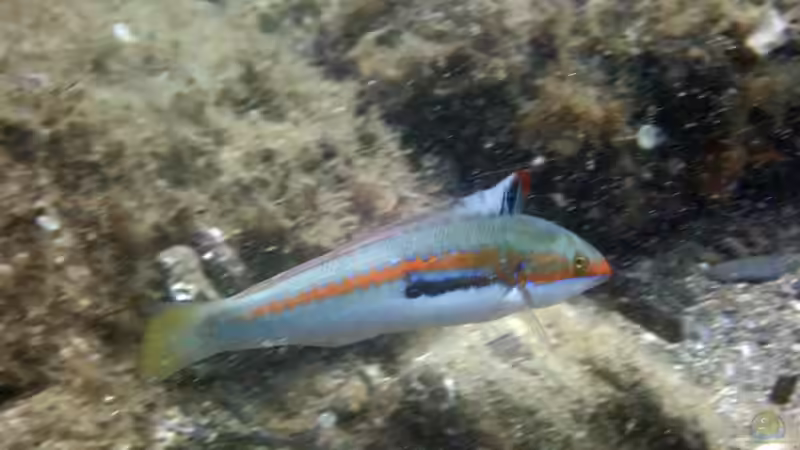 Blog: Lippfische: Beliebte Meerwasserfische mit besonderen Namen (7033)