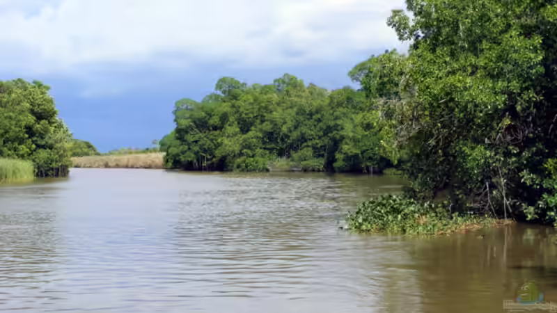 Blog: Live aus den Biotopen--- der Black River auf Jamaika (4882)