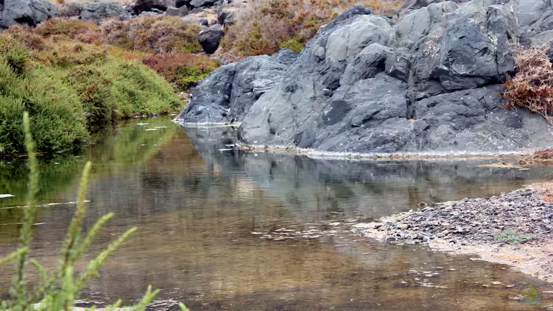 Blog: Live aus den Biotopen - Der Venezualer auf Abwegen, der Guppy Salvaje Mexicano (4992)
