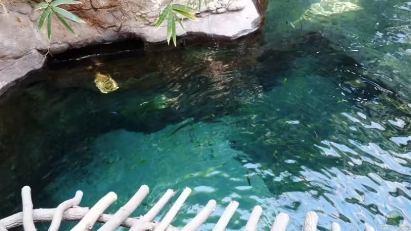 Blog: Malawi-AQ im Tropen-Aquarium-Hagenbeck (3321)