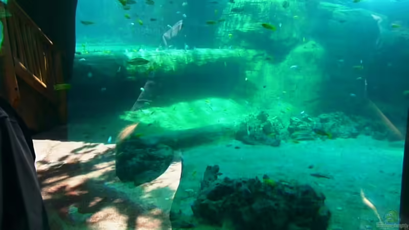Blog: Malawi-AQ im Tropen-Aquarium-Hagenbeck (3321)