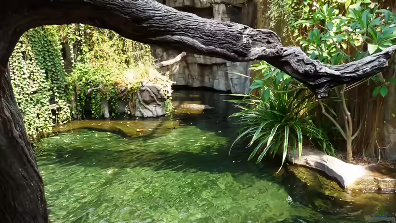 Blog: Malawi-AQ im Tropen-Aquarium-Hagenbeck (3321)