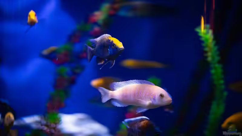 Blog: Malawi-Buntbarsche - Farbenprächtige Cichliden für faszinierende Aquarienwelten (7934)