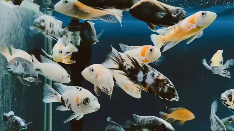 Blog: Malawi-Buntbarsche - Farbenprächtige Cichliden für faszinierende Aquarienwelten (7934)