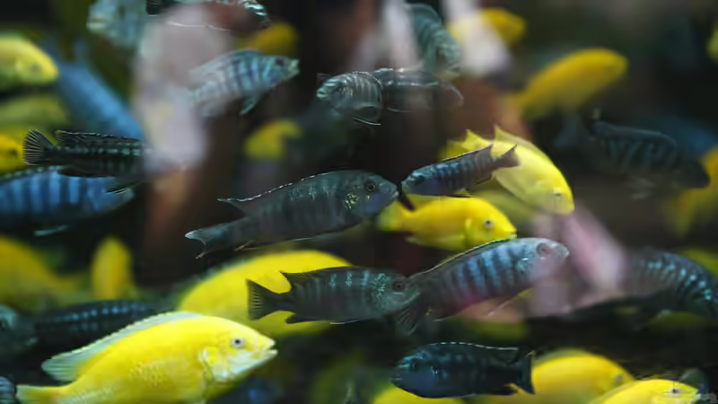 Blog: Malawi-Buntbarsche - Farbenprächtige Cichliden für faszinierende Aquarienwelten (7934)