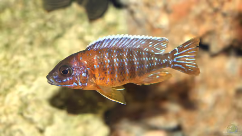 Blog: Malawi-Buntbarsche - Farbenprächtige Cichliden für faszinierende Aquarienwelten (7934)