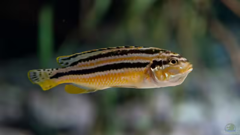 Blog: Malawi-Buntbarsche - Farbenprächtige Cichliden für faszinierende Aquarienwelten (7934)