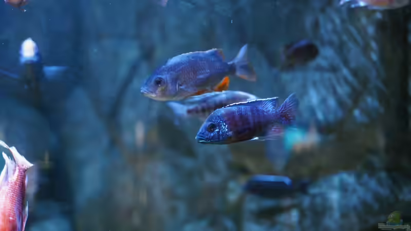 Blog: Malawi-Buntbarsche - Farbenprächtige Cichliden für faszinierende Aquarienwelten (7934)