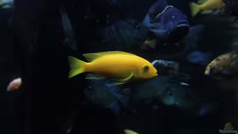 Blog: Malawi-Buntbarsche - Farbenprächtige Cichliden für faszinierende Aquarienwelten (7934)