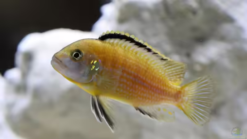 Blog: Malawi-Buntbarsche - Farbenprächtige Cichliden für faszinierende Aquarienwelten (7934)