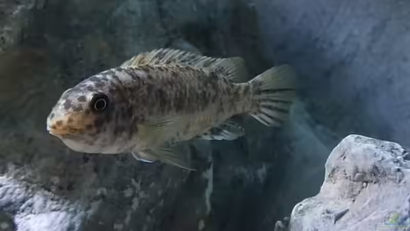 Blog: Malawibuntbarsche Nachwuchs aufziehen - Der ausführliche Praxisleitfaden für gesunden und starken Fisch-Nachwuchs (7597)