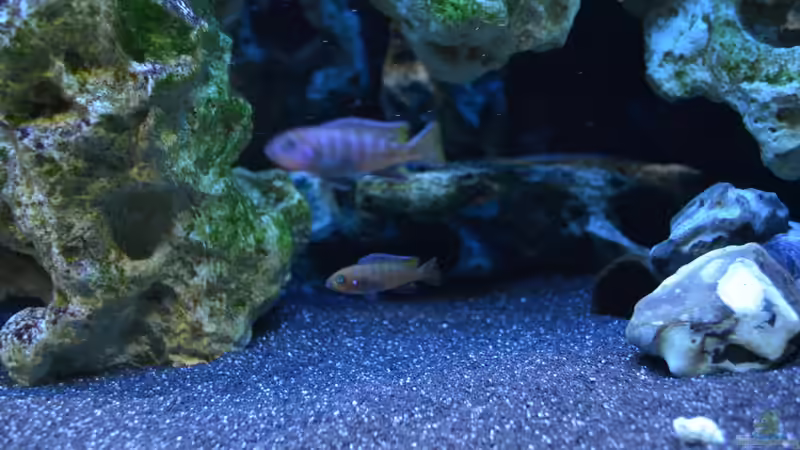 Blog: Malawibuntbarsche Nachwuchs aufziehen - Der ausführliche Praxisleitfaden für gesunden und starken Fisch-Nachwuchs (7597)