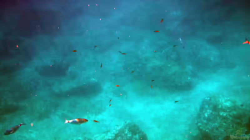 Blog: Mallorca unter der Wasseroberfläche (1870)