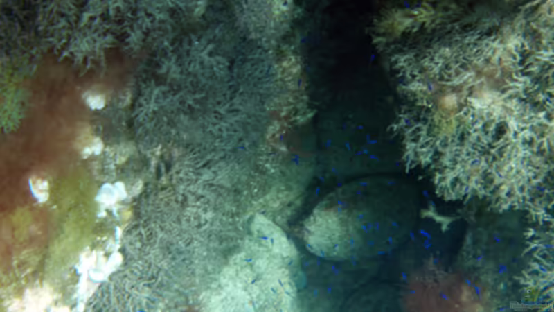Blog: Mallorca unter der Wasseroberfläche (1870)