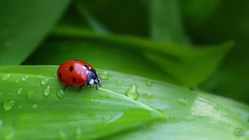 Blog: Marienkäfer - Die verschiedenen Arten (7279)