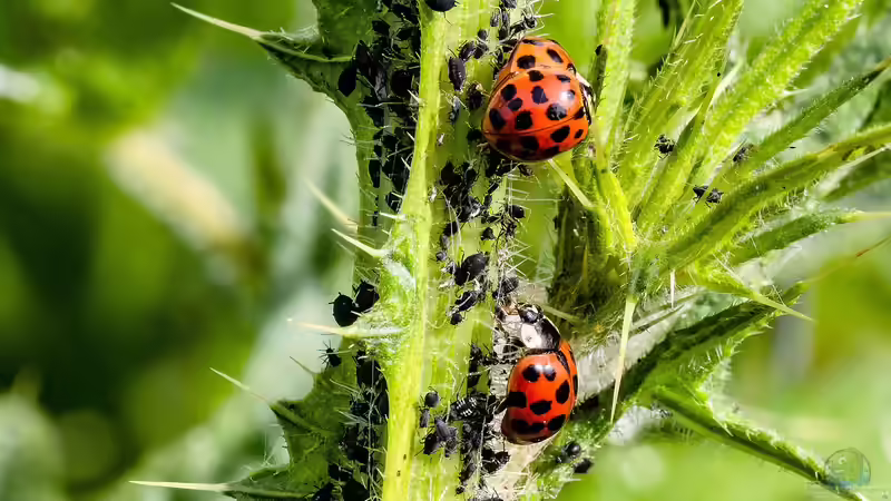 Blog: Marienkäfer: Die biologische Waffe gegen Blattläuse (6380)