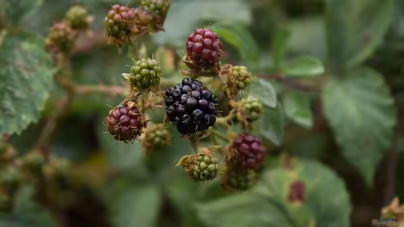 Blog: Marmelade aus Früchten des eigenen Gartens: Schritt-für-Schritt-Anleitung für köstliche Naturprodukte (7362)
