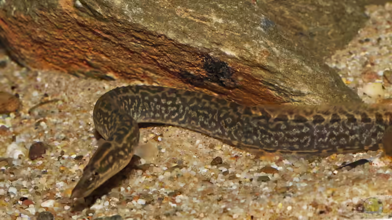 Blog: Mastacembelus shiranus (5002)