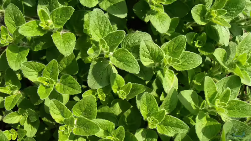 Blog: Mediterrane Kräuter: Wie du deinen Balkon zum Kräutergarten machst (6957)