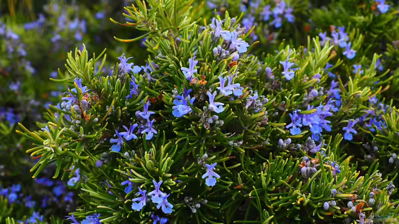 Blog: Mediterrane Kräuter: Wie du deinen Balkon zum Kräutergarten machst (6957)