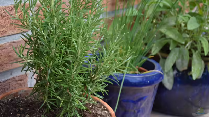 Blog: Mediterrane Kräuter: Wie du deinen Balkon zum Kräutergarten machst (6957)
