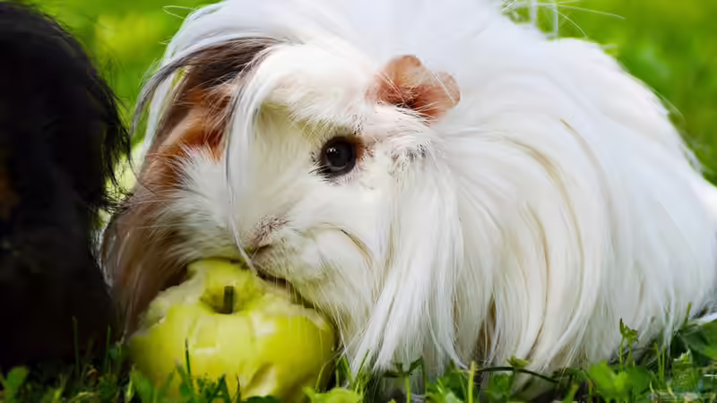 Blog: Meerschweinchen im Garten halten - Das musst du wissen (6983)