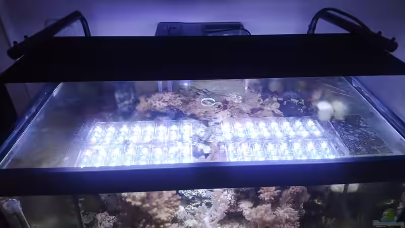Blog: Meerwasseraquarium optimal beleuchten: Licht als Schlüssel für gesunde Korallen und stabile Riffaquarien (8069)