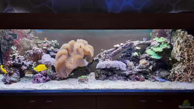 Blog: Meerwasserzusätze im Aquarium: Der umfassende Leitfaden für stabile Wasserwerte und gesunde Riffbewohner (7822)