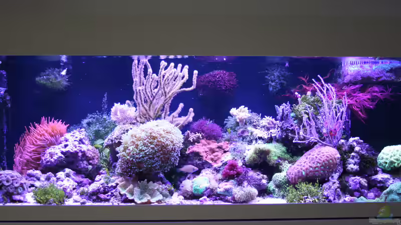 Blog: Meerwasserzusätze im Aquarium: Der umfassende Leitfaden für stabile Wasserwerte und gesunde Riffbewohner (7822)