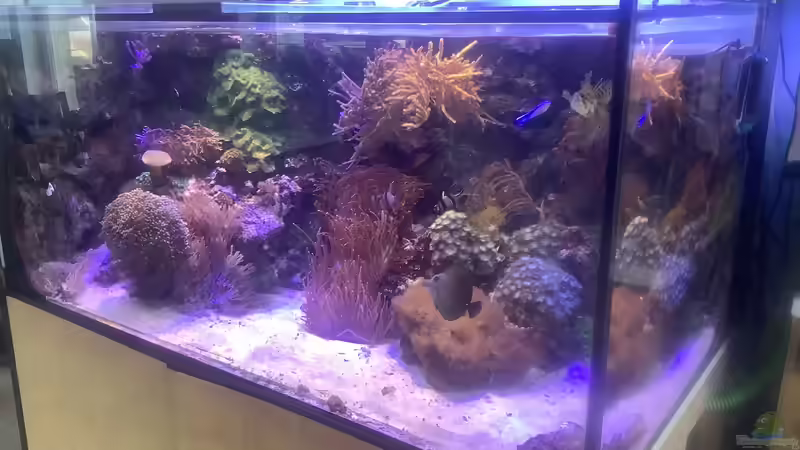 Blog: Meerwasserzusätze im Aquarium: Der umfassende Leitfaden für stabile Wasserwerte und gesunde Riffbewohner (7822)