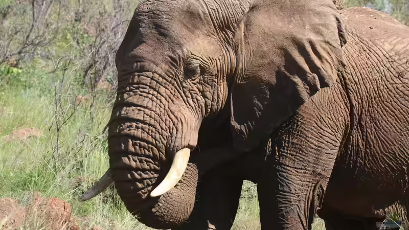 Blog: Megafauna - Giganten der Tierwelt an Land und im Wasser (7810)
