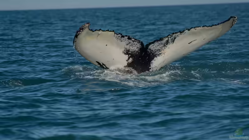 Blog: Megafauna - Giganten der Tierwelt an Land und im Wasser (7810)