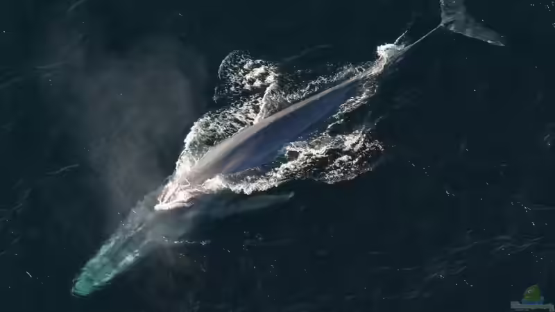 Blog: Megafauna - Giganten der Tierwelt an Land und im Wasser (7810)