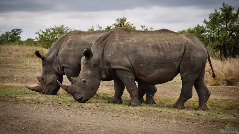 Blog: Megafauna - Giganten der Tierwelt an Land und im Wasser (7810)