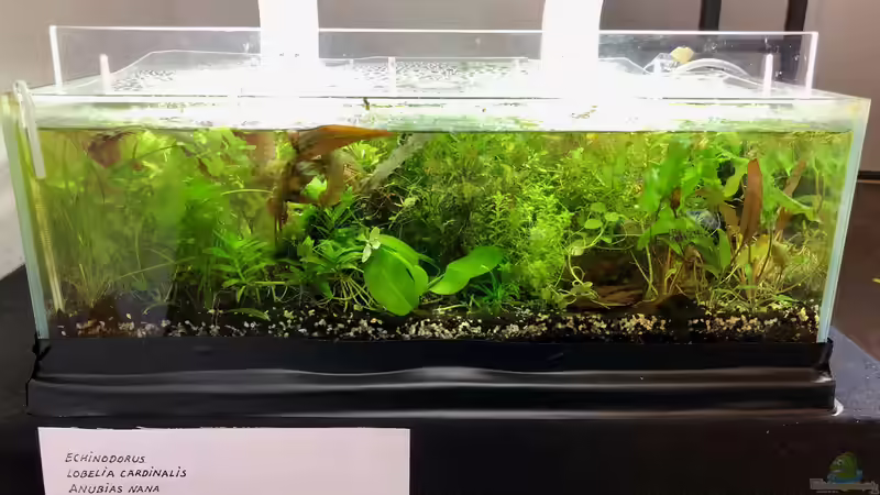 Blog: Mein Besuch auf der Aqua-Fisch in Friedrichshafen (5341)