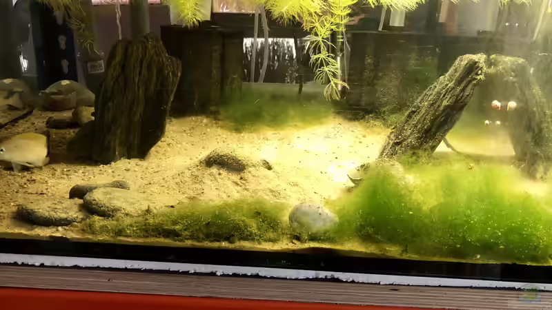 Blog: Meine Erfahrungen mit Spielsand im Aquarium (5352)