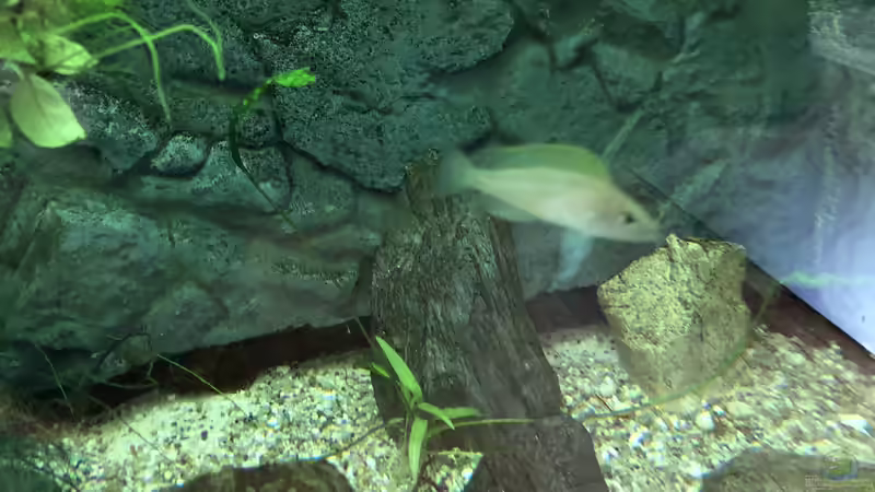 Blog: Meine Erlebnisse mit Neolamprologus caudopunctatus (5275)