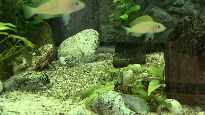 Blog: Meine Erlebnisse mit Neolamprologus caudopunctatus (5275)