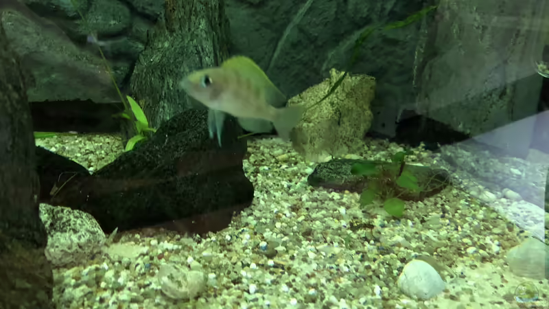 Blog: Meine Erlebnisse mit Neolamprologus caudopunctatus (5275)
