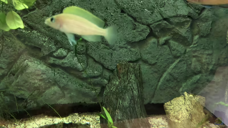 Blog: Meine Erlebnisse mit Neolamprologus caudopunctatus (5275)