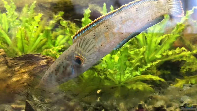 Blog: Meine Red Fins (5245)