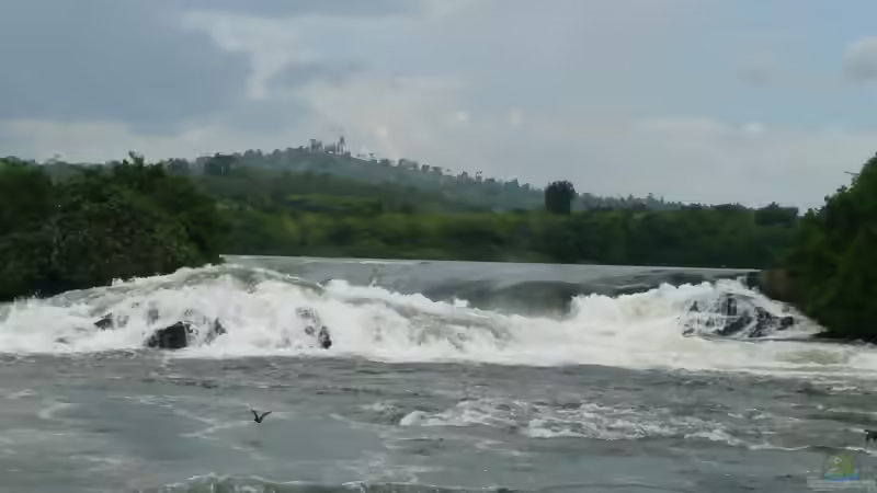 Blog: Meine Reise nach Uganda (Victoriasee)! (2961)