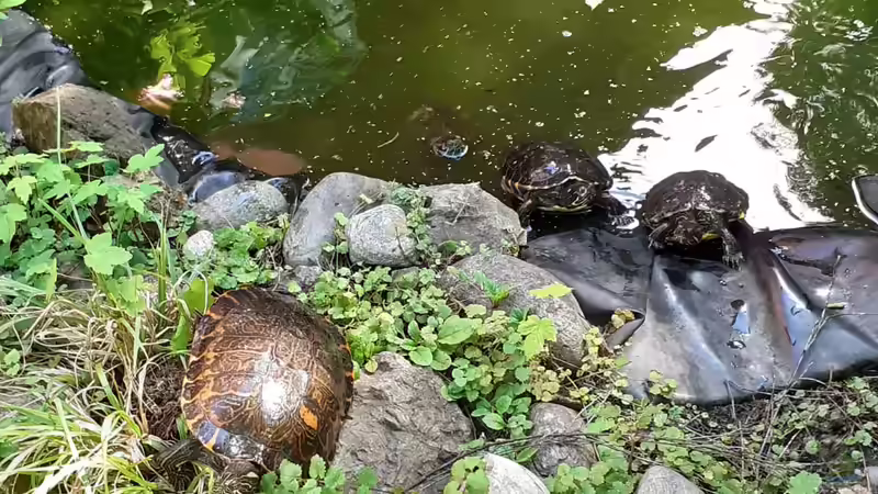 Blog: Meine Schildkröte Morla (5423)