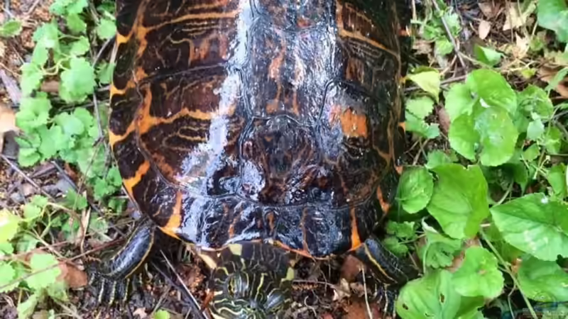Blog: Meine Schildkröte Morla (5423)