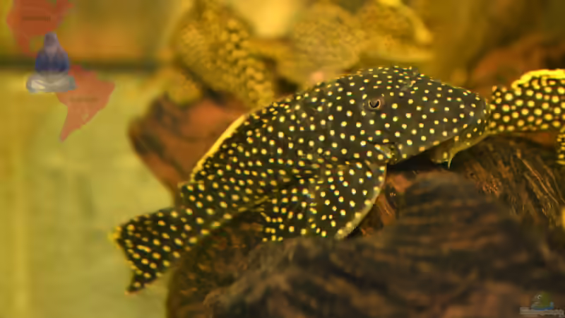Blog: Mich@ on Tour: Ein Besuch bei Aquarium Glaser (4531)