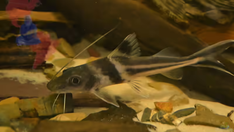 Blog: Mich@ on Tour: Ein Besuch bei OF Aquaristik (4532)
