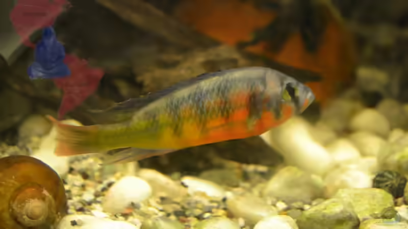 Blog: Mich@ on Tour: Ein Besuch bei OF Aquaristik (4532)