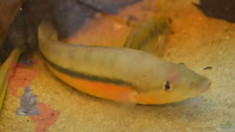 Blog: Mich@ on Tour: Ein Besuch bei OF Aquaristik (4532)
