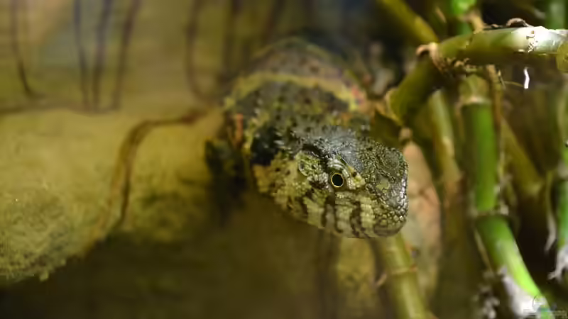 Blog: Mich@ on Tour: Ein Besuch im Düsseldorfer Aquazoo Löbbecke Museum (4793)